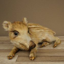 Frischling Ganzpräparat Höhe 16 cm liegend Schwein Wildschwein Präparat Deko 34.2.36