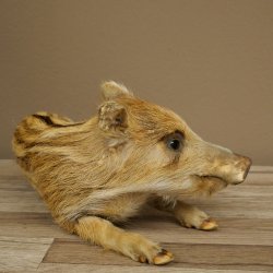Frischling Ganzpräparat Höhe 16 cm liegend Schwein Wildschwein Präparat Deko 34.2.36