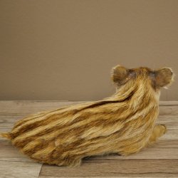 Frischling Ganzpräparat Höhe 16 cm liegend Schwein Wildschwein Präparat Deko 34.2.36