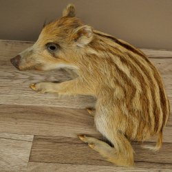 Frischling Ganzpräparat Höhe 16 cm liegend Schwein Wildschwein Präparat Deko 34.2.36