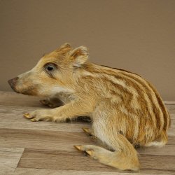 Frischling Ganzpräparat Höhe 16 cm liegend Schwein Wildschwein Präparat Deko 34.2.36