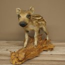 Frischling Ganzpräparat Höhe 32 cm stehend Schwein Wildschwein Präparat Deko 34.2.37