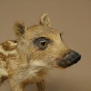 Frischling Ganzpräparat Höhe 32 cm stehend Schwein Wildschwein Präparat Deko 34.2.37