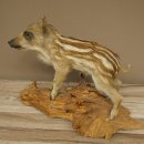 Frischling Ganzpräparat Höhe 32 cm stehend Schwein Wildschwein Präparat Deko 34.2.37