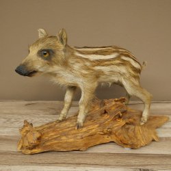 Frischling Ganzpräparat Höhe 32 cm stehend Schwein Wildschwein Präparat Deko 34.2.37