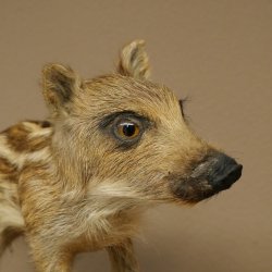 Frischling Ganzpräparat Höhe 32 cm stehend Schwein Wildschwein Präparat Deko 34.2.37