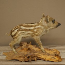 Frischling Ganzpräparat Höhe 32 cm stehend Schwein Wildschwein Präparat Deko 34.2.37