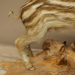 Frischling Ganzpräparat Höhe 32 cm stehend Schwein Wildschwein Präparat Deko 34.2.37