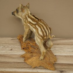 Frischling Ganzpräparat Höhe 32 cm stehend Schwein Wildschwein Präparat Deko 34.2.37