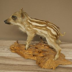 Frischling Ganzpräparat Höhe 32 cm stehend Schwein Wildschwein Präparat Deko 34.2.37