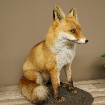 Fuchs Rotfuchs sitzend auf Dekoplatte Präparat Tierpräparat Tiertrophäe 89.8.187