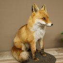 Fuchs Rotfuchs sitzend auf Dekoplatte Präparat...