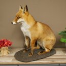 Fuchs Rotfuchs sitzend auf Dekoplatte Präparat...
