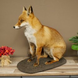 Fuchs Rotfuchs sitzend auf Dekoplatte Präparat Tierpräparat Tiertrophäe 89.8.187