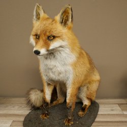 Fuchs Rotfuchs sitzend auf Dekoplatte Präparat Tierpräparat Tiertrophäe 89.8.187