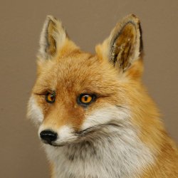 Fuchs Rotfuchs sitzend auf Dekoplatte Präparat Tierpräparat Tiertrophäe 89.8.187