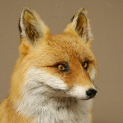 Fuchs Rotfuchs sitzend auf Dekoplatte Präparat Tierpräparat Tiertrophäe 89.8.187