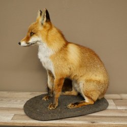 Fuchs Rotfuchs sitzend auf Dekoplatte Präparat Tierpräparat Tiertrophäe 89.8.187
