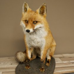 Fuchs Rotfuchs sitzend auf Dekoplatte Präparat Tierpräparat Tiertrophäe 89.8.187
