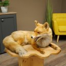 Fuchs Rotfuchs liegend auf Holzplatte Präparat Tierpräparat Tiertrophäe 89.8.188