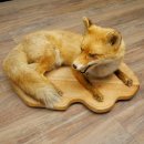 Fuchs Rotfuchs liegend auf Holzplatte Präparat Tierpräparat Tiertrophäe 89.8.188