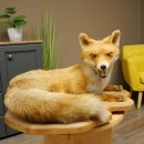 Fuchs Rotfuchs liegend auf Holzplatte Präparat Tierpräparat Tiertrophäe 89.8.188