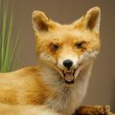 Fuchs Rotfuchs liegend auf Holzplatte Präparat Tierpräparat Tiertrophäe 89.8.188