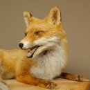Fuchs Rotfuchs liegend auf Holzplatte Präparat Tierpräparat Tiertrophäe 89.8.188