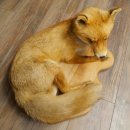 Fuchs Rotfuchs liegend auf Holzplatte Präparat Tierpräparat Tiertrophäe 89.8.188