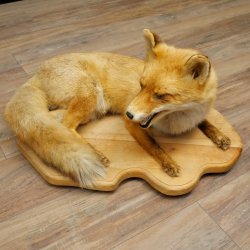 Fuchs Rotfuchs liegend auf Holzplatte Präparat Tierpräparat Tiertrophäe 89.8.188