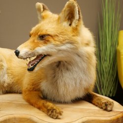 Fuchs Rotfuchs liegend auf Holzplatte Präparat Tierpräparat Tiertrophäe 89.8.188