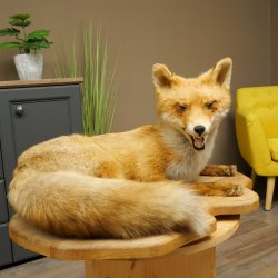 Fuchs Rotfuchs liegend auf Holzplatte Präparat Tierpräparat Tiertrophäe 89.8.188