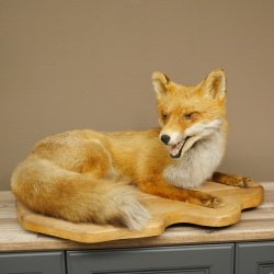 Fuchs Rotfuchs liegend auf Holzplatte Präparat Tierpräparat Tiertrophäe 89.8.188