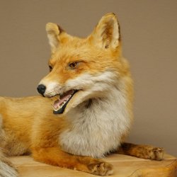 Fuchs Rotfuchs liegend auf Holzplatte Präparat Tierpräparat Tiertrophäe 89.8.188