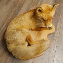 Fuchs Rotfuchs liegend auf Holzplatte Präparat Tierpräparat Tiertrophäe 89.8.188