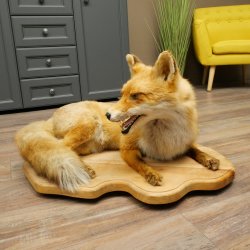 Fuchs Rotfuchs liegend auf Holzplatte Präparat Tierpräparat Tiertrophäe 89.8.188