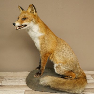Fox Red fox sitting on decorative plate Taxidermy specimen Animal trophy 89.8.187