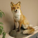 Fox Red fox sitting on decorative plate Taxidermy specimen Animal trophy 89.8.187
