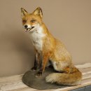 Fox Red fox sitting on decorative plate Taxidermy specimen Animal trophy 89.8.187