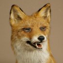 Fox Red fox sitting on decorative plate Taxidermy specimen Animal trophy 89.8.187