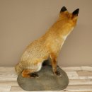 Fox Red fox sitting on decorative plate Taxidermy specimen Animal trophy 89.8.187