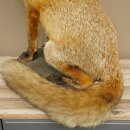 Fox Red fox sitting on decorative plate Taxidermy specimen Animal trophy 89.8.187