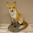 Fox Red fox sitting on decorative plate Taxidermy specimen Animal trophy 89.8.187
