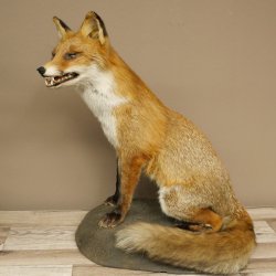 Fox Red fox sitting on decorative plate Taxidermy specimen Animal trophy 89.8.187