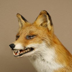Fox Red fox sitting on decorative plate Taxidermy specimen Animal trophy 89.8.187