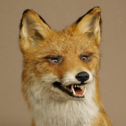 Fox Red fox sitting on decorative plate Taxidermy specimen Animal trophy 89.8.187