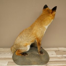 Fox Red fox sitting on decorative plate Taxidermy specimen Animal trophy 89.8.187