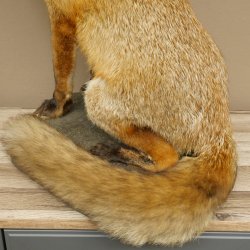 Fox Red fox sitting on decorative plate Taxidermy specimen Animal trophy 89.8.187