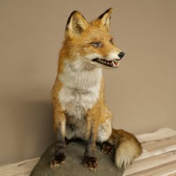 Fox Red fox sitting on decorative plate Taxidermy specimen Animal trophy 89.8.187