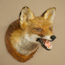 Renard roux Tête de renard Renard aveugle...